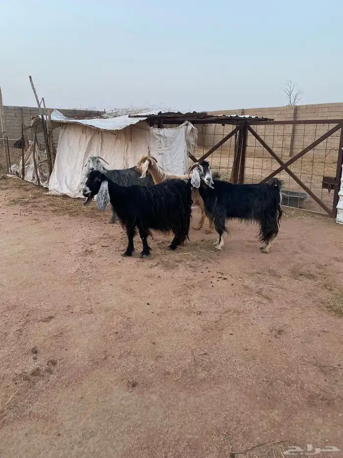 معزاء مضاريع 3