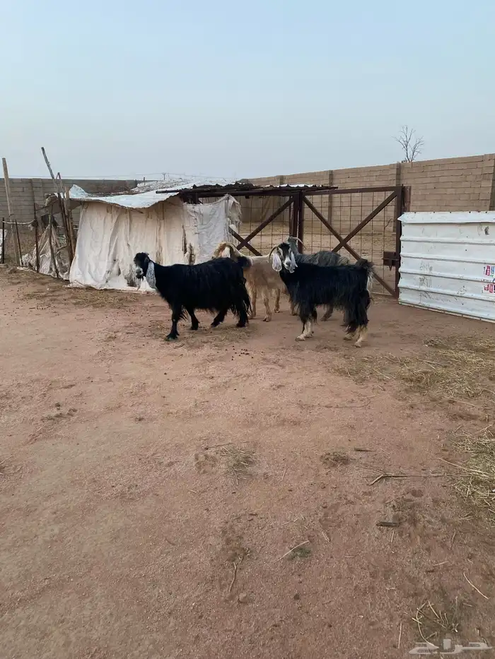 معزاء مضاريع 5