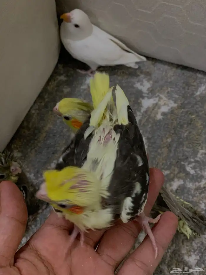 فروخ كروان وروز البينو. تم البيع 3