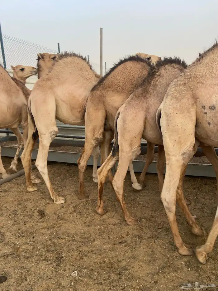 قعدان كفو للبيع تصلح زواجات ومبادي بسعر مناسب 3