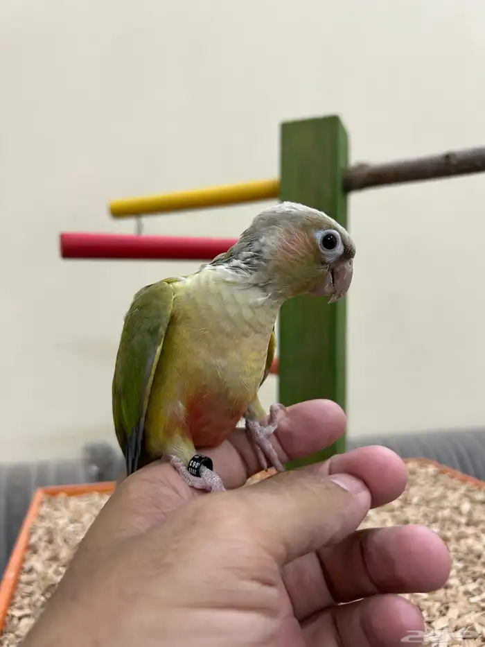 فروخ ببغاء كنيور بادجي روز سيريلاك أقفاص 7