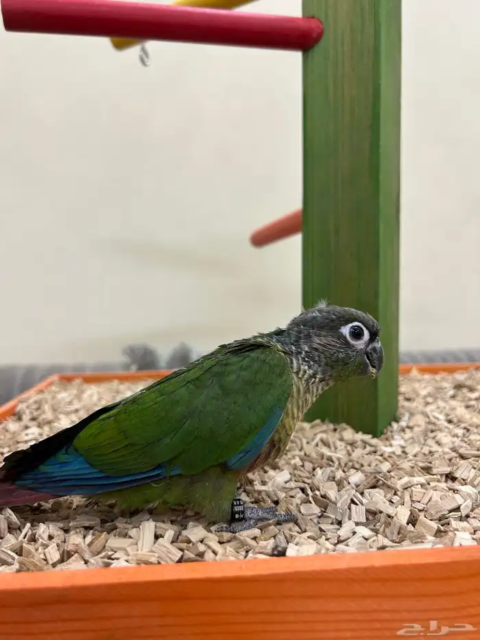 فروخ ببغاء كنيور بادجي روز سيريلاك أقفاص 4