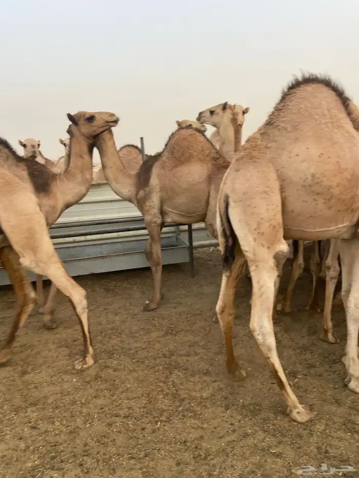 قعدان كفو للبيع تصلح زواجات ومبادي بسعر مناسب 10