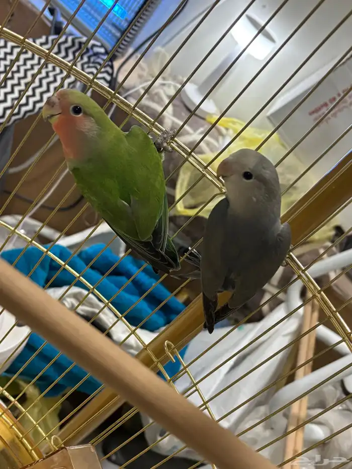 فروخ روز اليفه 1