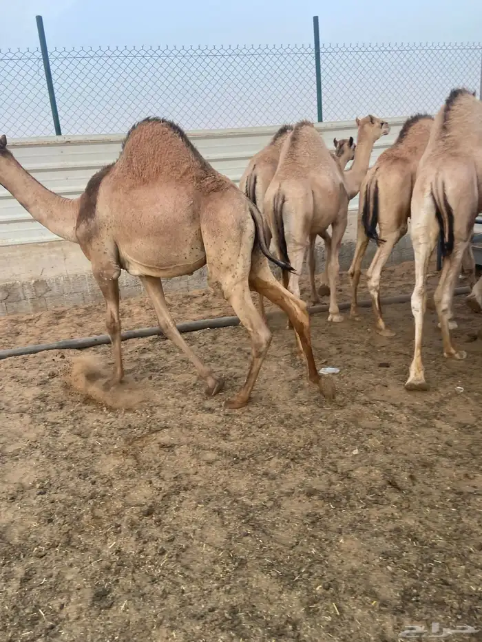 قعدان كفو للبيع تصلح زواجات ومبادي بسعر مناسب 7