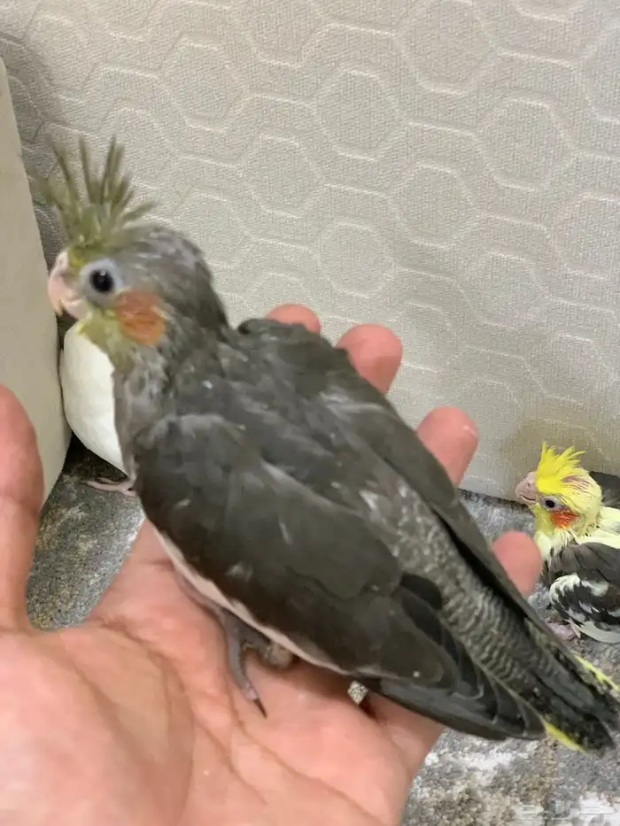 فروخ كروان وروز البينو. تم البيع 1