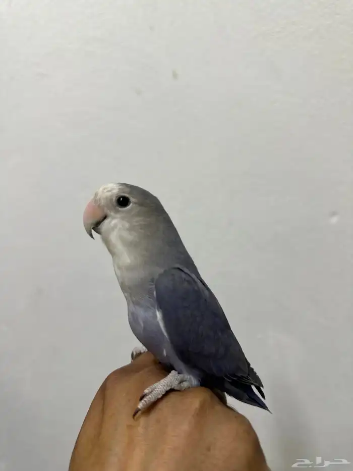 روز اليف 1
