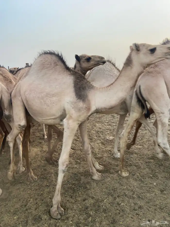 قعدان كفو للبيع تصلح زواجات ومبادي بسعر مناسب 17