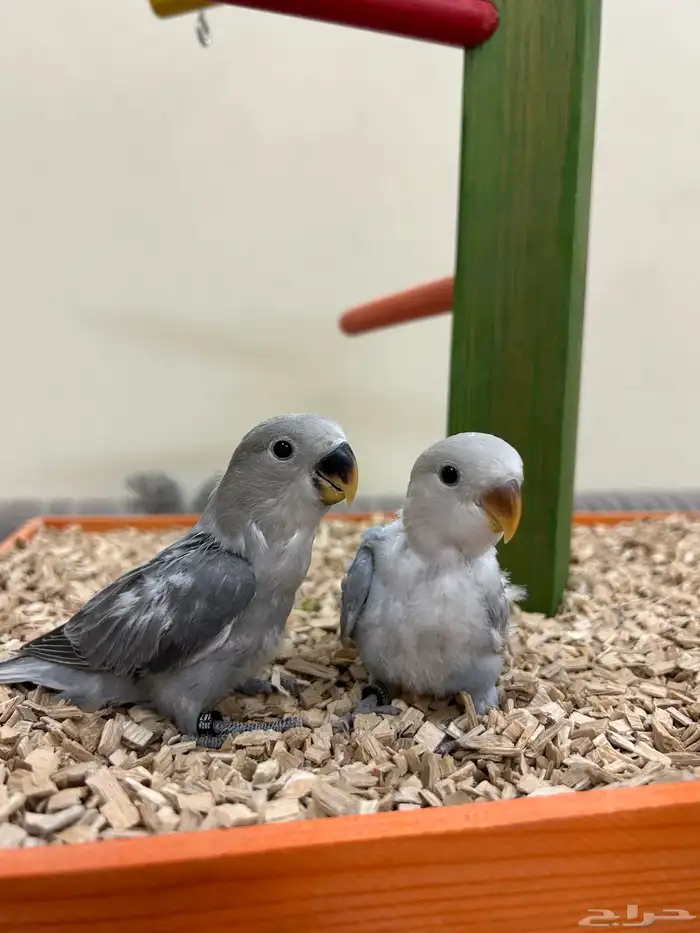 فروخ ببغاء كنيور بادجي روز سيريلاك أقفاص 0