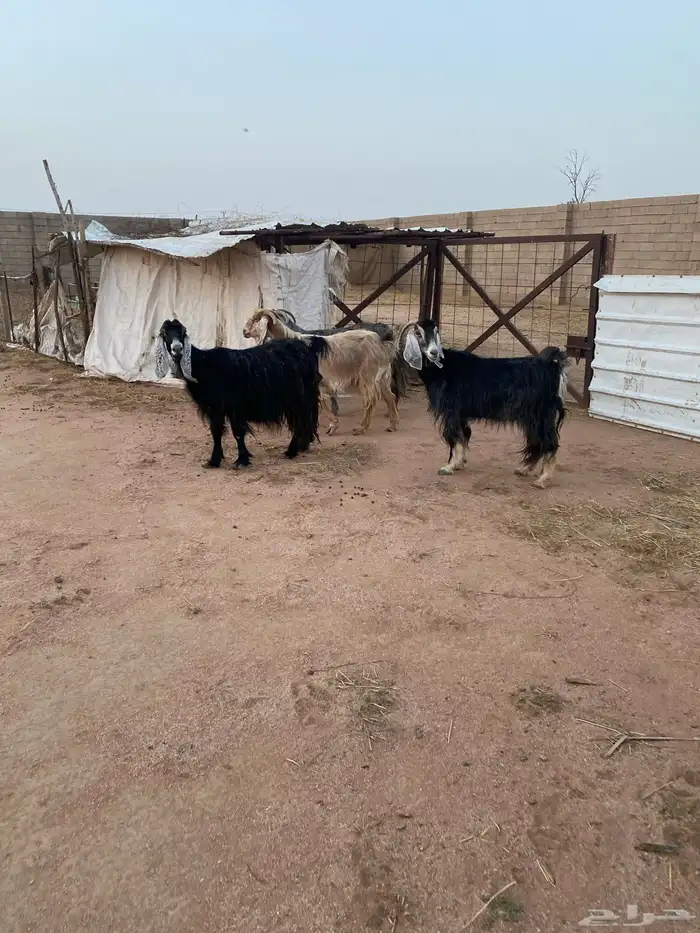 معزاء مضاريع 4