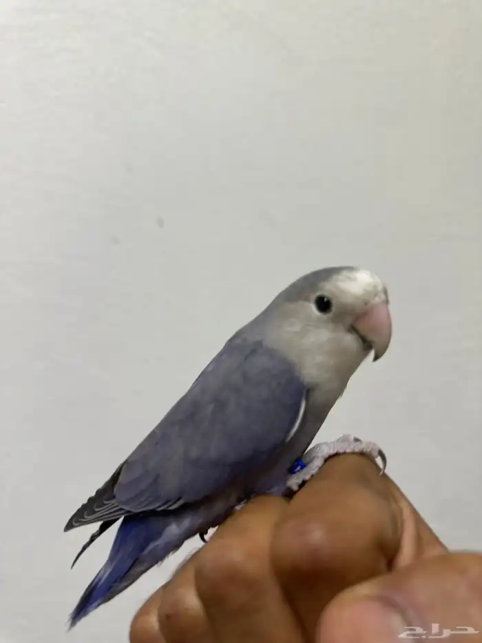 روز اليف 0