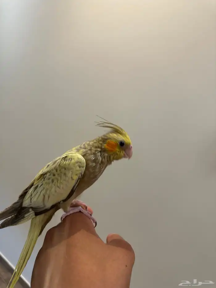 تم البيع والله يبارك لراعيه 2