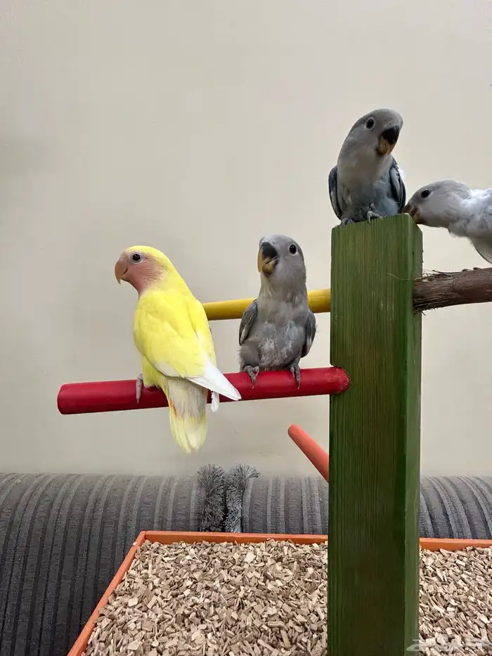 فروخ ببغاء كنيور بادجي روز سيريلاك أقفاص 2