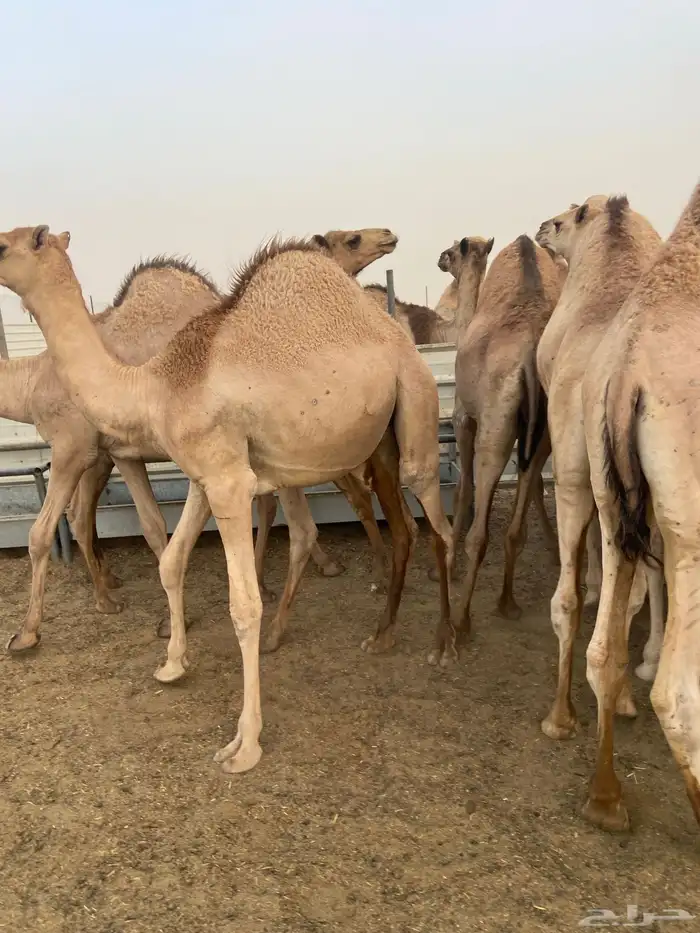 قعدان كفو للبيع تصلح زواجات ومبادي بسعر مناسب 11