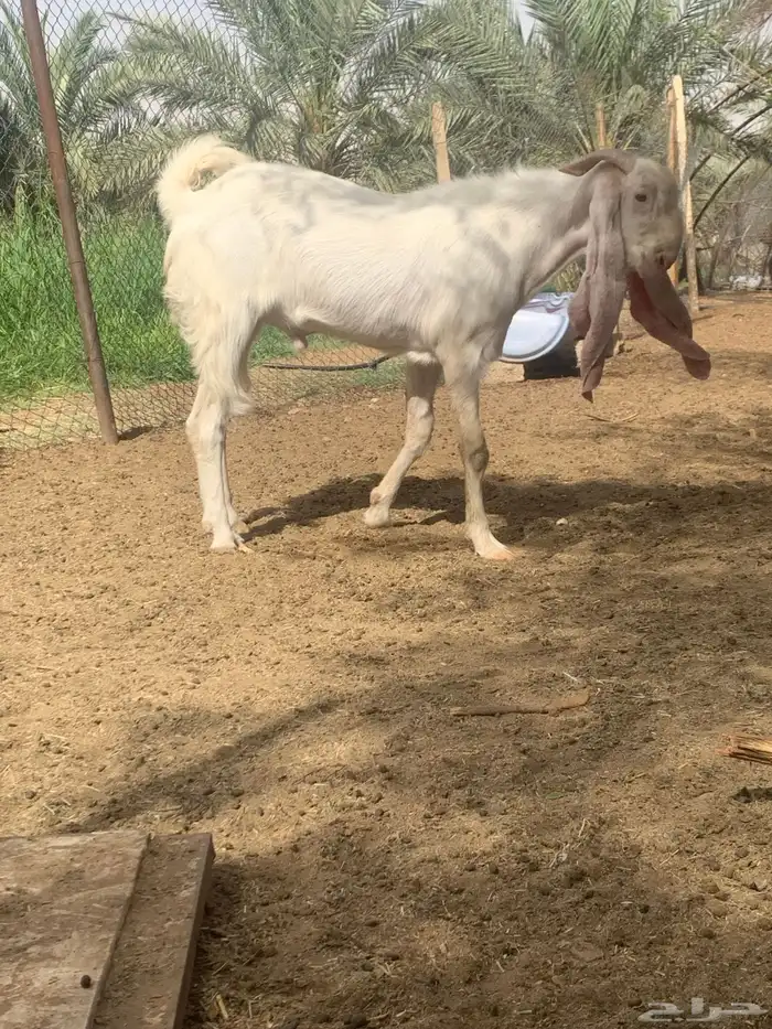 تيس هولندي 0