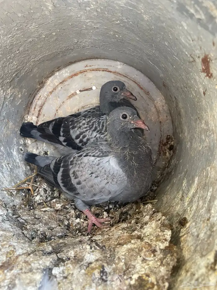 حمام زاجل البيع 0