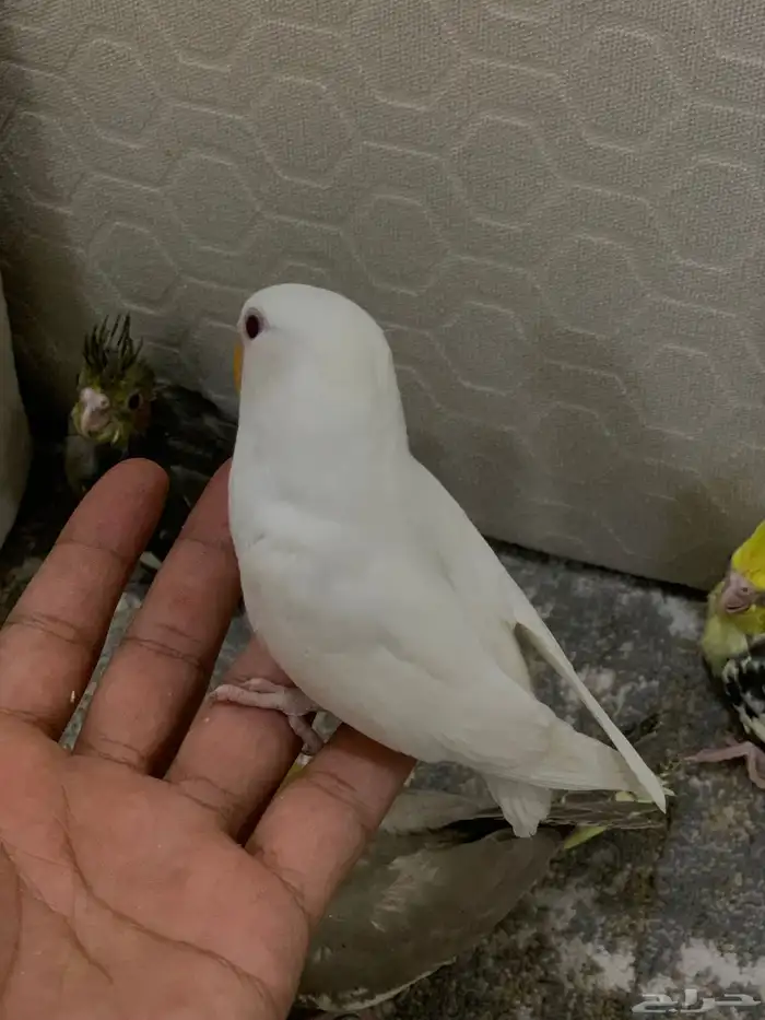 فروخ كروان وروز البينو. تم البيع 2