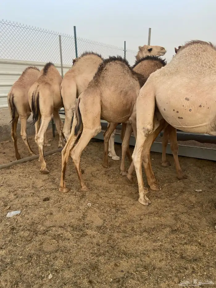 قعدان كفو للبيع تصلح زواجات ومبادي بسعر مناسب 6