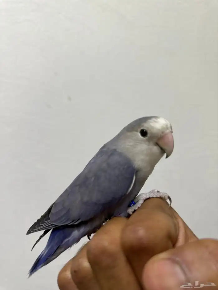 روز اليف 2