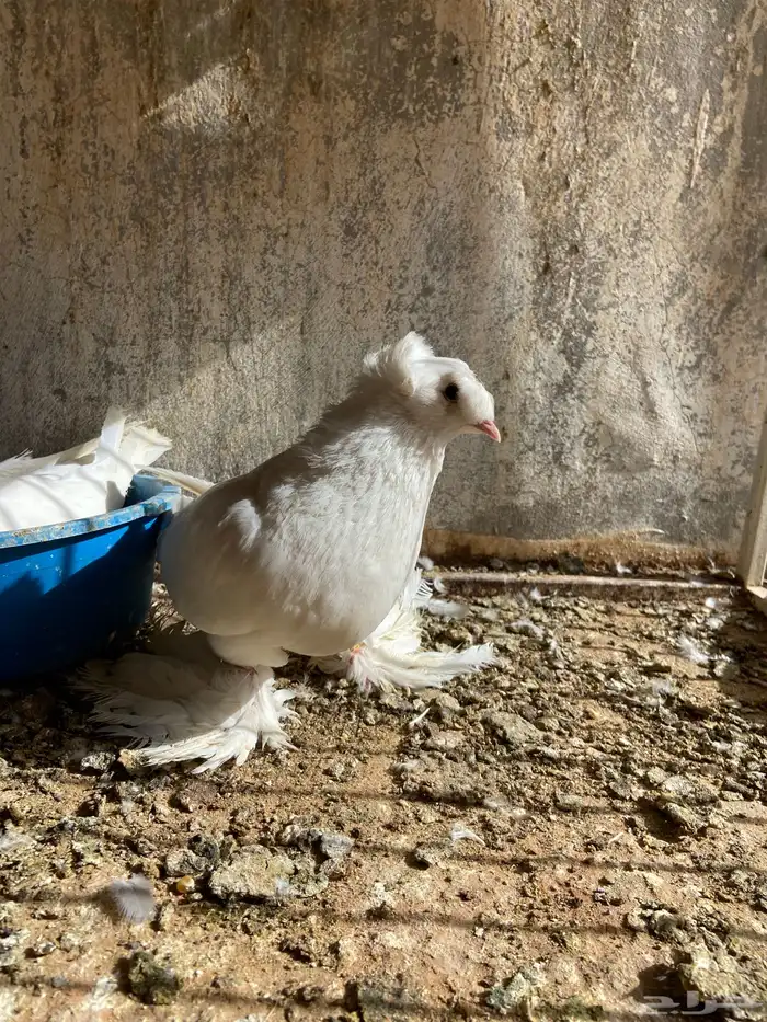 نجفي ابيض 2
