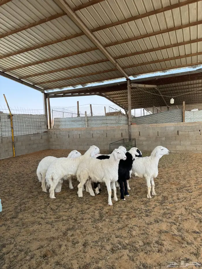 خرفان حريات فاخره 0