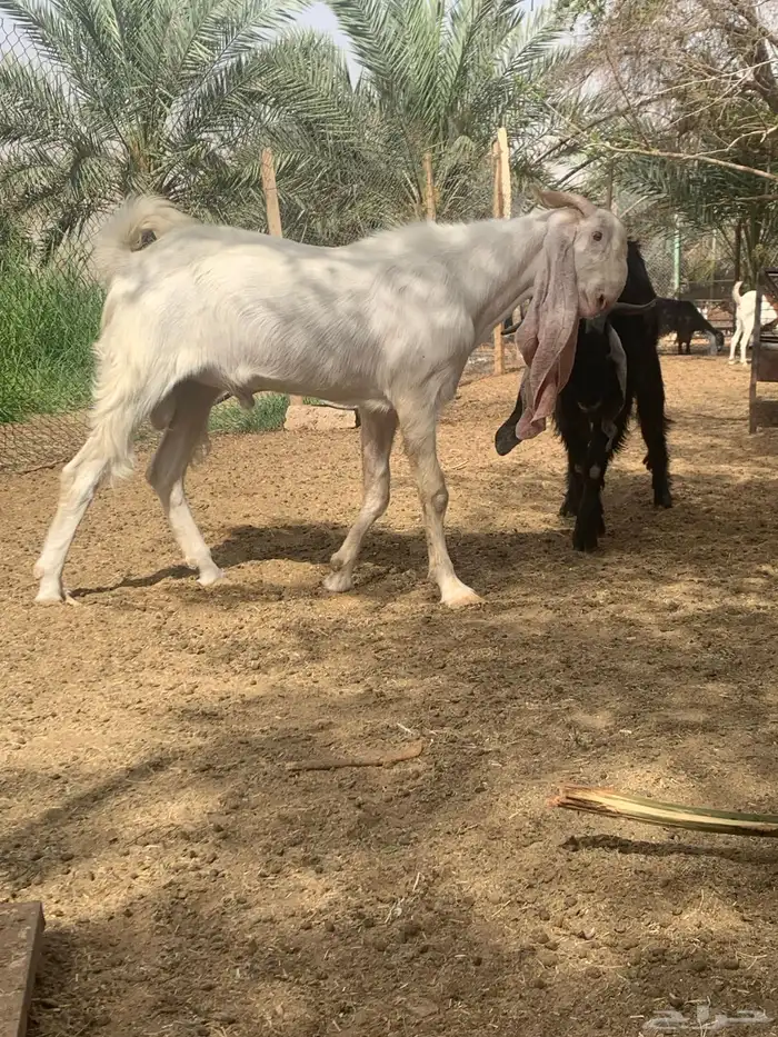 تيس هولندي 1