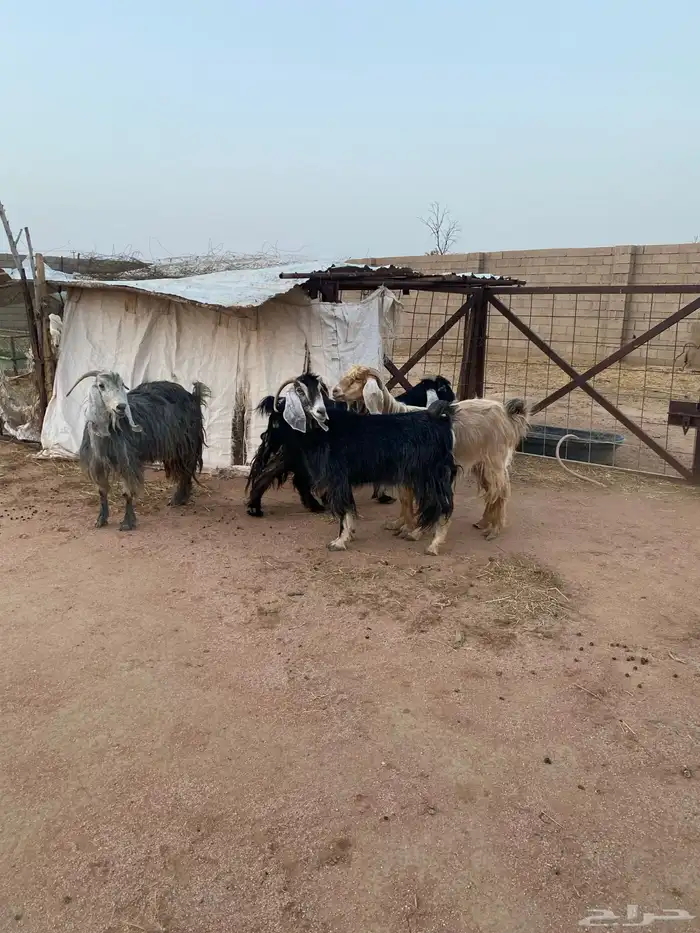 معزاء مضاريع 2