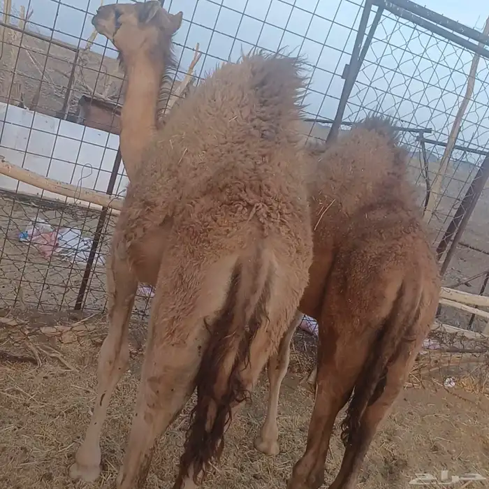 قعودين بالحمض 3