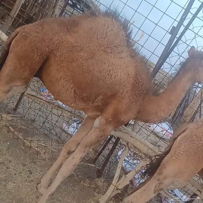 قعودين بالحمض 1