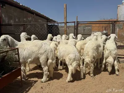 خرفان اظاحي للبيع 0