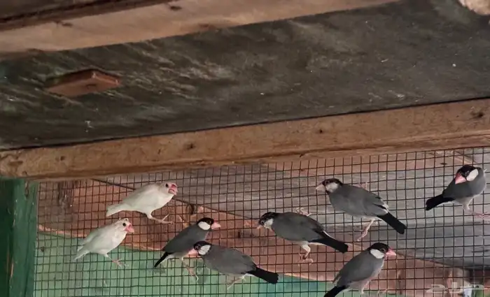 جاوا انتاج حضيره 0