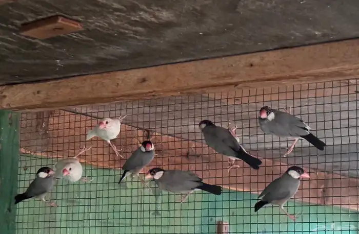 جاوا انتاج حضيره 1