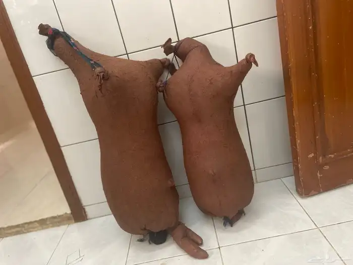 سعن 0