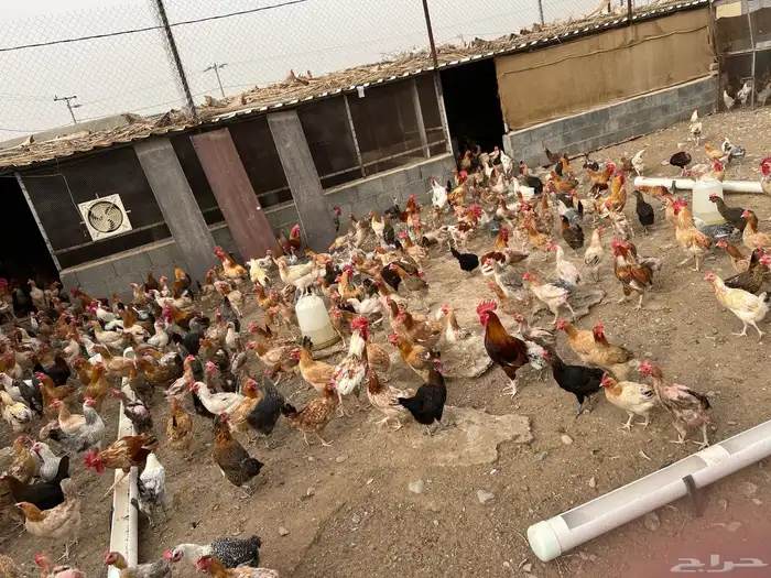 دجاج بلدي بياض شرط والصحة شرط 3