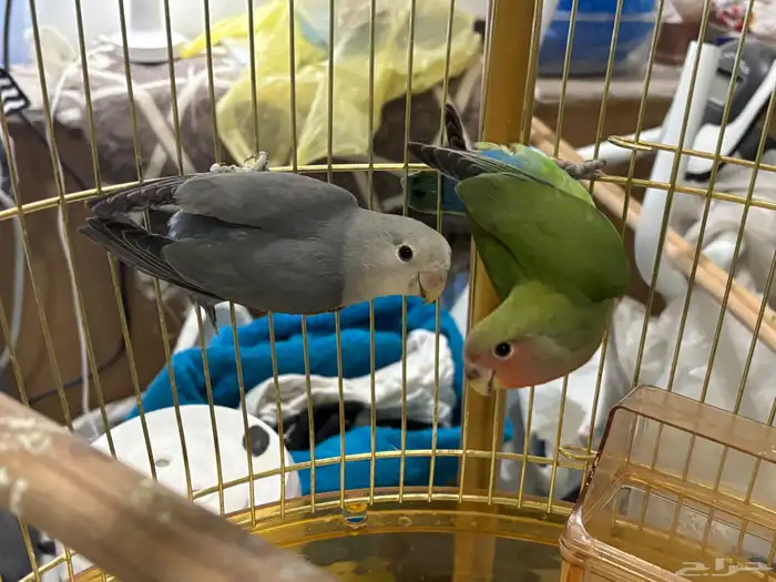 فروخ روز اليفه 0