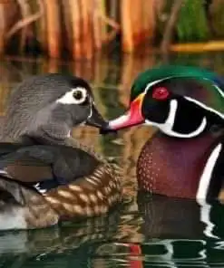 بط الخشب الملون بط الكارولاين 0