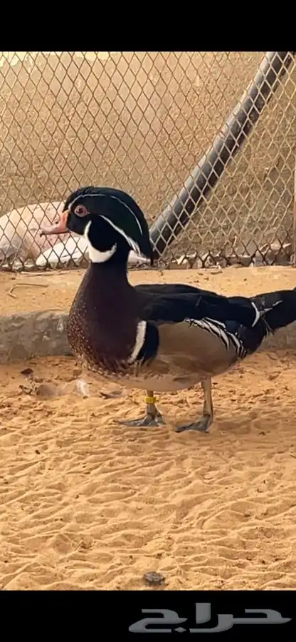 بط الخشب الملون بط الكارولاين 1