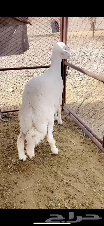 فحال مشروط سنه ثاني 1