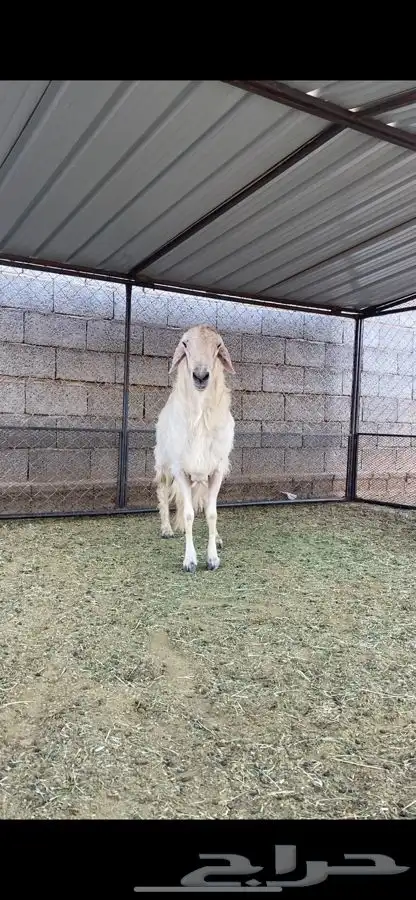 خروف فحل اصفر 0