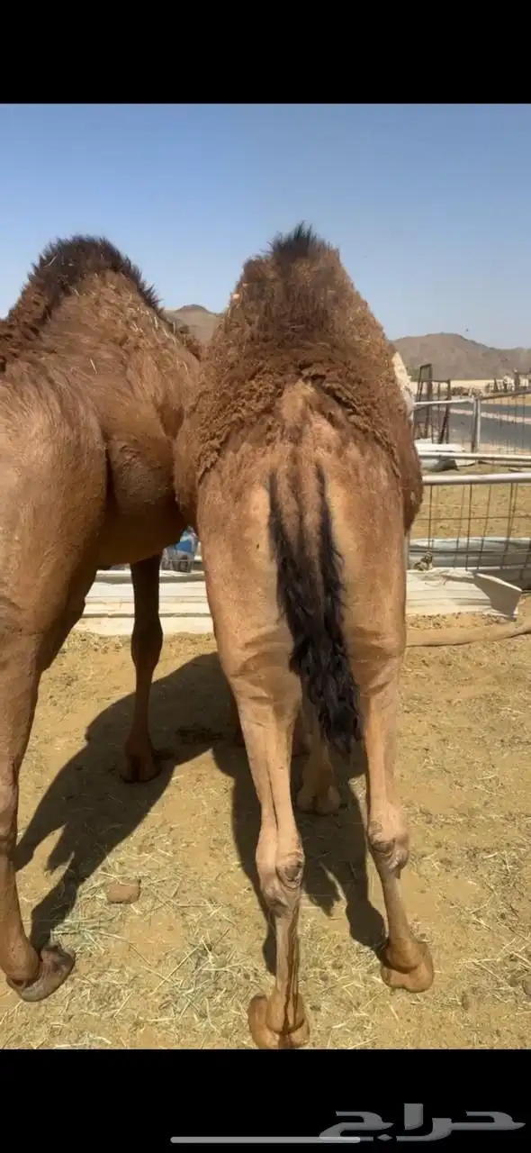 قعدان مفاريد بلدي 2