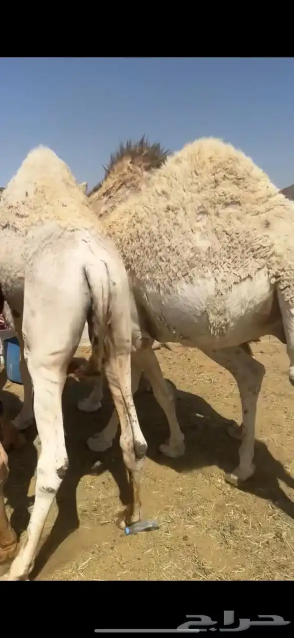 قعدان مفاريد بلدي 4