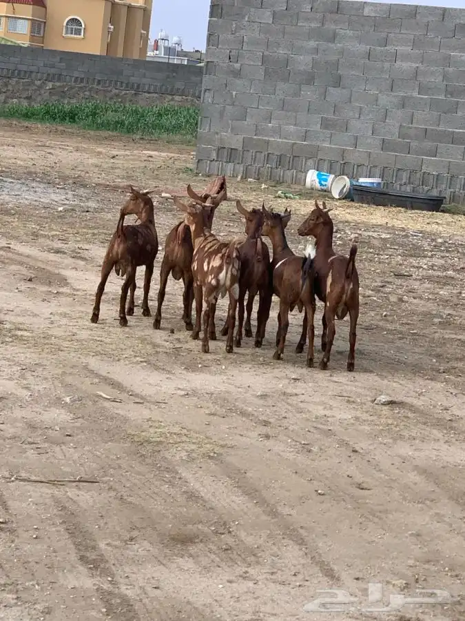 ذبايح تيوس وخرفان مع الذبح والتوصيل 0