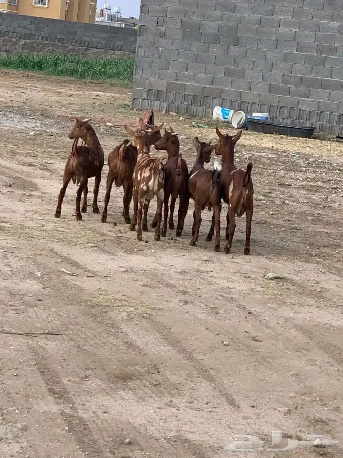 ذبايح تيوس وخرفان مع الذبح والتوصيل 2