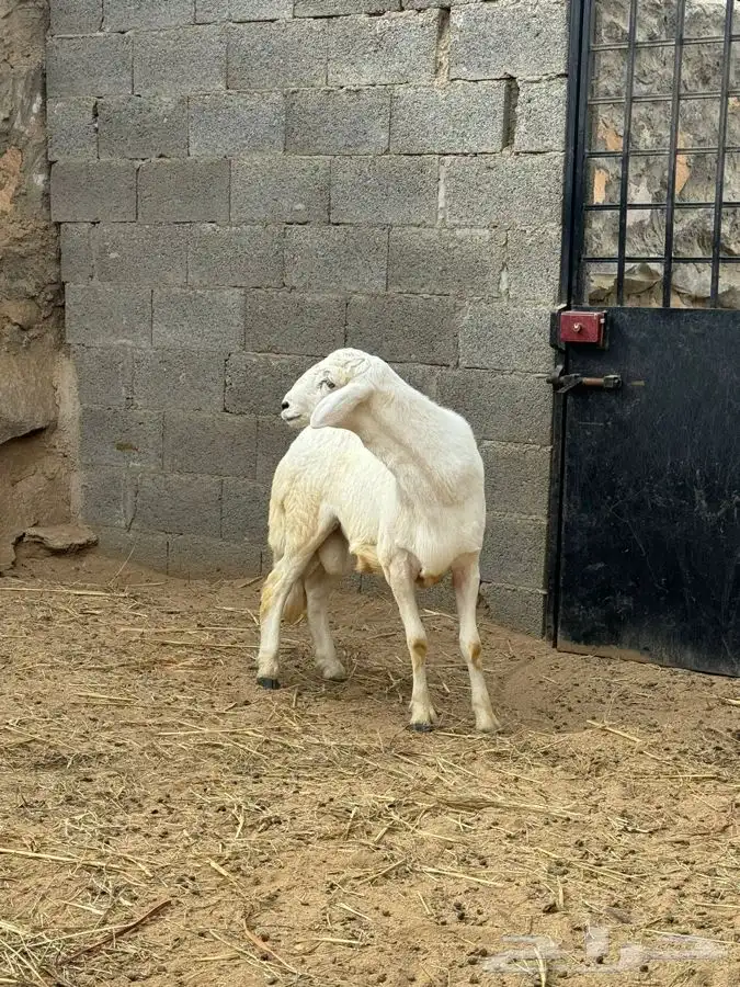 ذبايح تيوس وخرفان مع الذبح والتوصيل 21