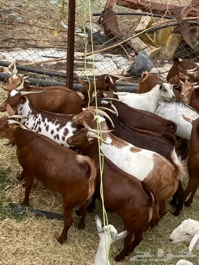 ذبايح تيوس وخرفان مع الذبح والتوصيل 24