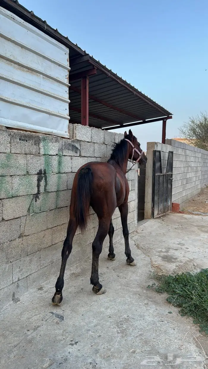 حصان جزيري شعبي كفو للبيع 0