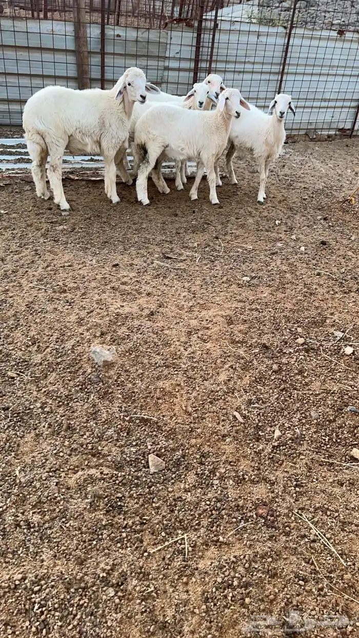 طليان ورخال 4