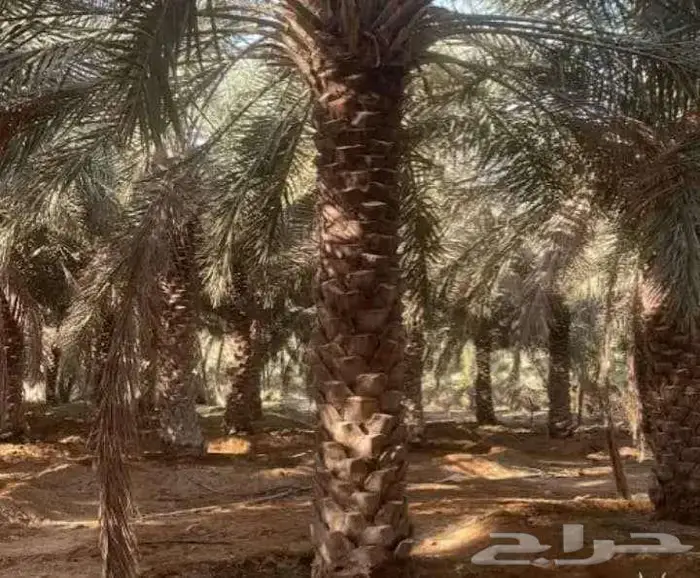 نخل واشنطونيا أمريكي واشنطني نخيل مثمر عربي 7