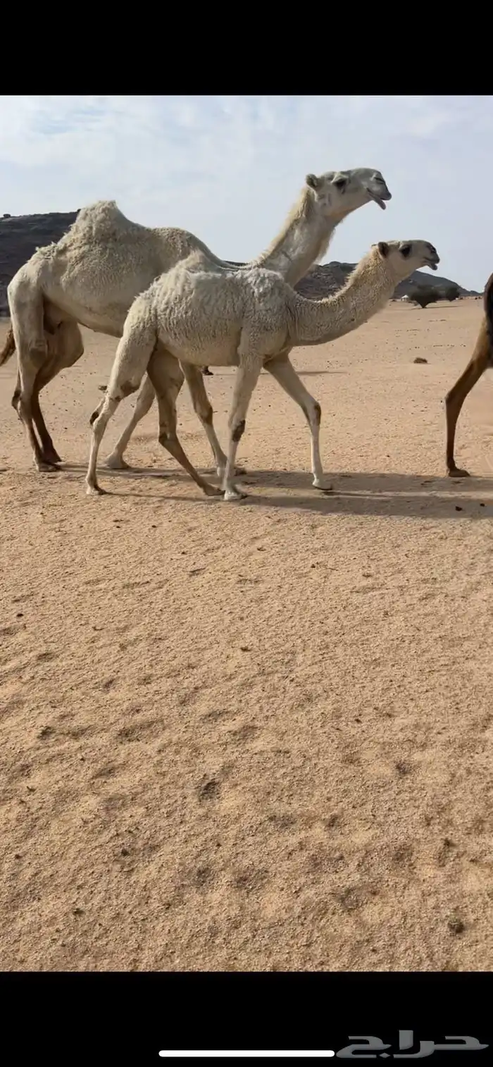 البيع عشرا كفوو 0