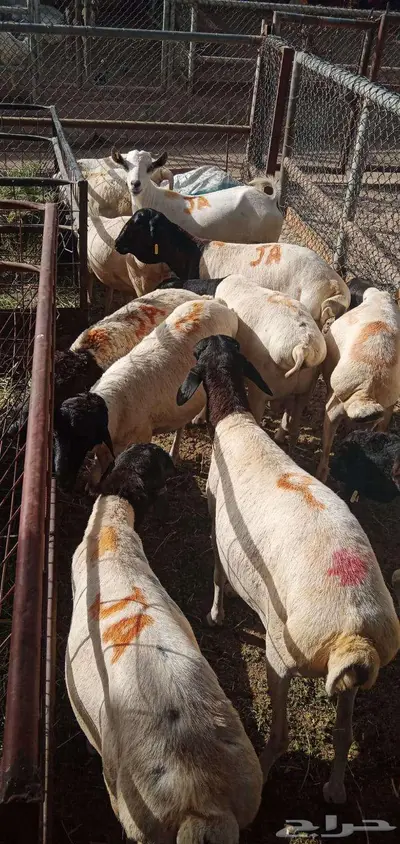 بربري مربي طعم طيب جدا 11